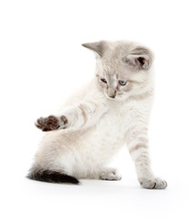 Cute kitten playing © Tony Campbell
