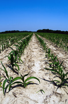 Drought damaged corn field in Midwest United States