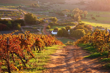 Fall color vineyard and road at sunset