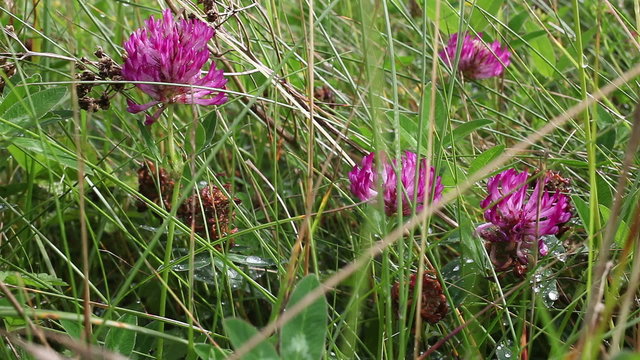Klee - Trifolium pratense