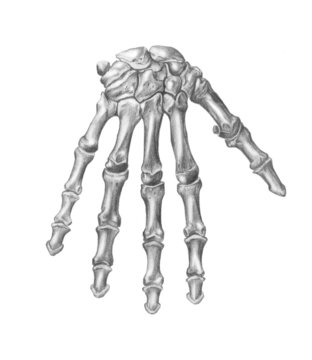 anatomia, ossa della mano