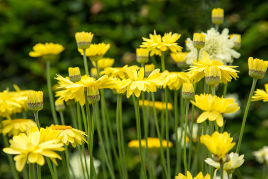 yellow anthemis daisy E.C.Buxton