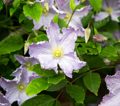 Fototapeta light blue clematis
