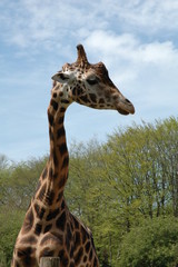 Giraffe