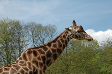 Giraffe