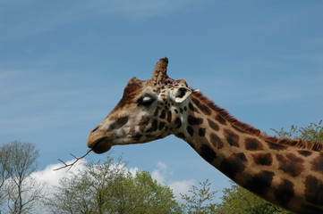 Giraffe © Heliosphile