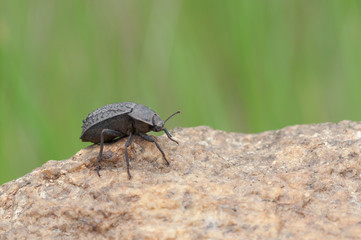 Asida sp.
