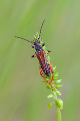 longhorn beetle
