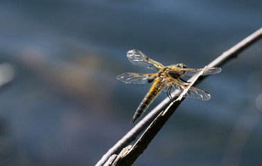 Libelle vierfleck 2