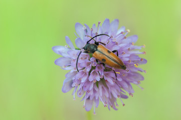 Vadonia unipunctata