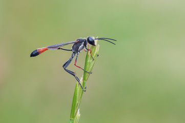 Ammophila heydeni