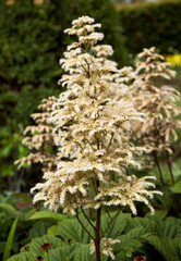 white rodgersia