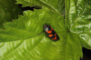 Blutzikade (Cercopis vulnerata)