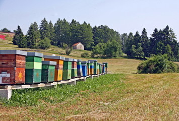 Mountain meadow with bees and hives full of honey