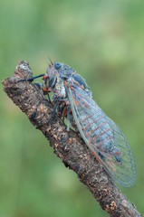 cicada