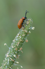 orange leaf beetle