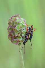 lonhorn beetle