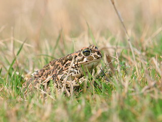 European green toad - Bufo viridis