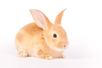 Adorable rabbit