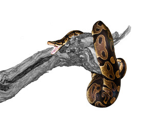 Königspython angriff