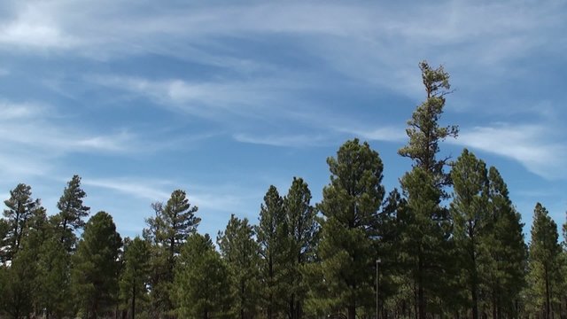 The pine forest
