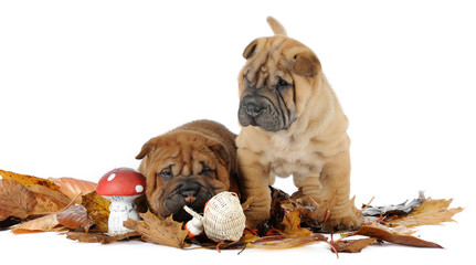 Two Shar pei puppies  in studio