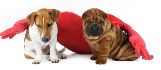 Shar pei puppy  and a Jack Russell Terrier