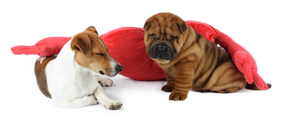 Shar pei puppy  and a Jack Russell Terrier