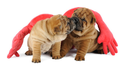 Shar pei puppy  in studio © Julia Remezova