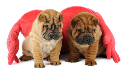 Two Shar pei puppies  in studio