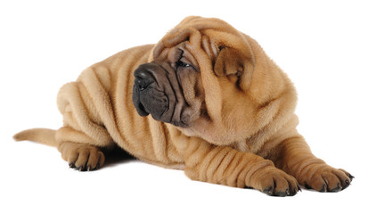 Shar pei puppy  in studio