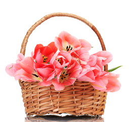 Fototapeta na wymiar beautiful pink tulips in basket isolated on white.