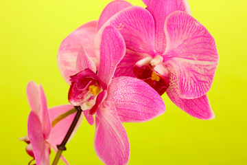 Beautiful blooming orchid on green background