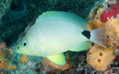 Butter Hamlet hovering over a reef of orange and green sponge.