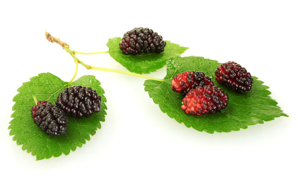 mulberry leaves and berries isolated