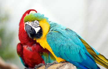 Two Very Large Macaws