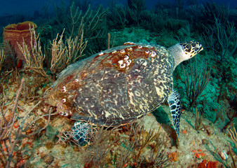 A large Hawksbill Turtle