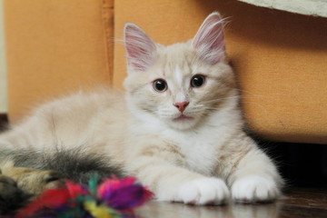 cucciolo di gatto siberiano con piumina colorata - obrazy, fototapety, plakaty
