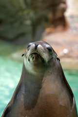 Naklejka premium Seal..