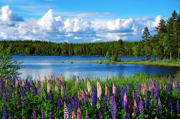 Scandinavian summer landscape