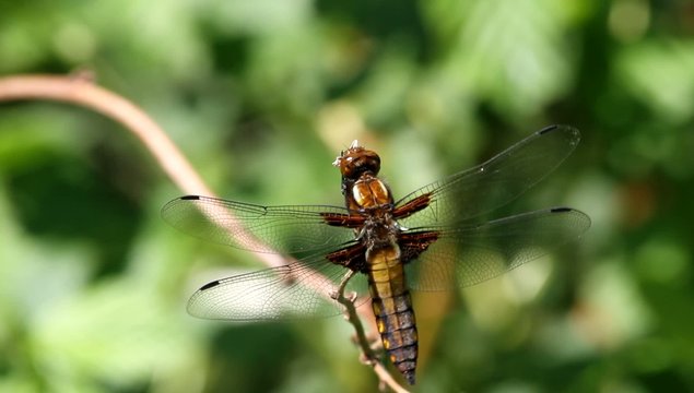 Plattbauchlibelle (Libellula depressa) - Weibchen