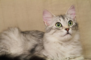 Gatta siberiana dal pelo silver e gli occhi grandi