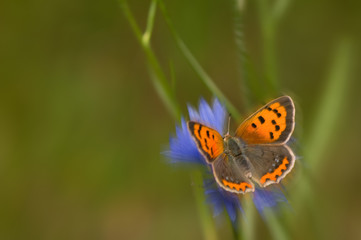 Lycaena phlaeas