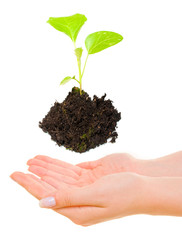 Growing green plant above hands