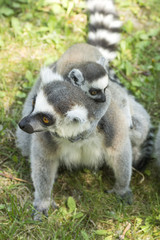 lemur family - 43204344