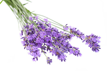 Lavendel auf weißem Hintergrund