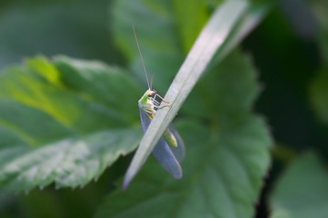 Lacewing
