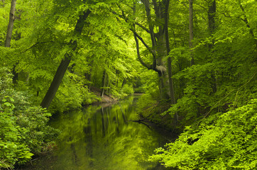 Fototapeta na wymiar River in a forest