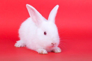 Adorable white rabbit on red background
