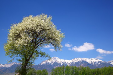 Mt. Yatsugatake and tree blossom